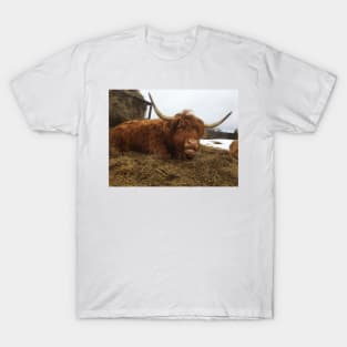 Scottish Highland Cattle Cow 1946 T-Shirt